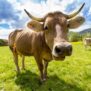 200x155-56_cow-759018018fe_600x600