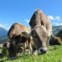 200x155_cows-203460018fe_600x600