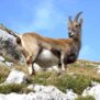 200x155_goat-940896_600x600