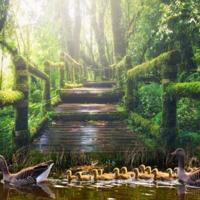 Zaunposter & Gartenposter Park mit Enten