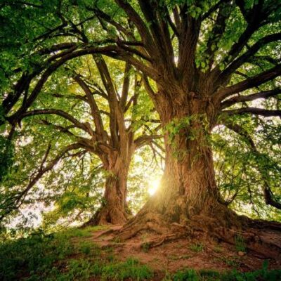 Zaunposter & Gartenposter Zauberbaum