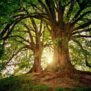200x155_tree-3822149_600x600