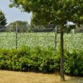 4260388390223_kirschlorbeer_bedruckter_zaun_sichtschutz_streifen_2018fe_600x600