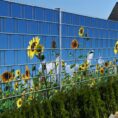 4260388390377_sonnenblumen_bedruckter_zaun_sichtschutz_streifen018fe_600x600