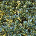 4260388390407_stechpalme-bunt_bedruckter_zaun_sichtschutz_streifen018fe_600x600