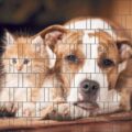 4260388390995_hund_und_katze_bedruckter_zaun_sichtschutz_streifen018fe_1280x1280