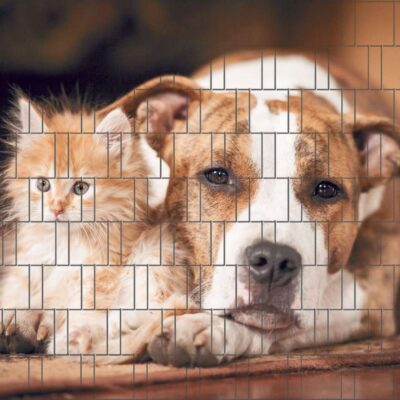 Hund & Katze - Bedruckter Zaun Sichtschutz