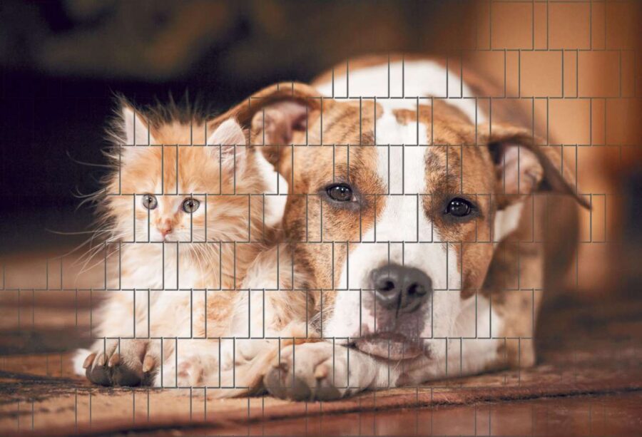 4260388390995_hund_und_katze_bedruckter_zaun_sichtschutz_streifen018fe_1280x1280