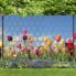 Tulpen XXL 1_800x800