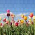 tulpen-xxl018f8_1280x1280