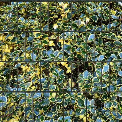 Stechpalme bunt – Bedruckter Sichtschutzstreifen für Doppelstabmattenzaun | 26 m Rolle | Beidseitig bedruckt, UV-beständig & wetterfest | Hochwertiges PES-Textilgewebe