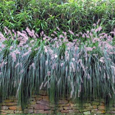 Graswand – Bedruckter Sichtschutzstreifen für Doppelstabmattenzaun | Natürliche Gras-Optik | UV-beständig, wetterfest & blickdicht | 2,5 m × 1,8 m